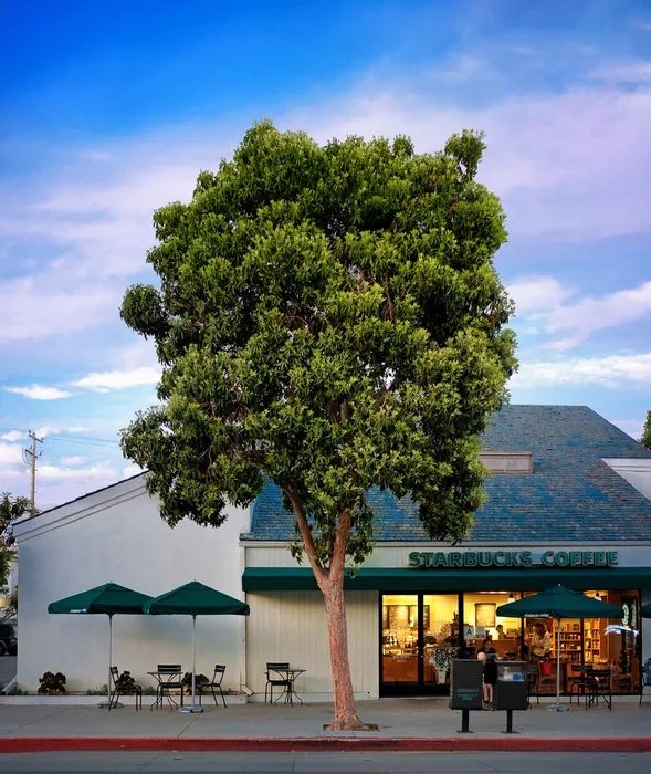 Santa Monica Urban Forest — photograph 1