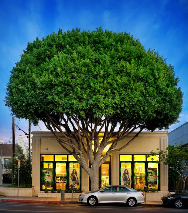 Santa Monica Urban Forest — photograph 4