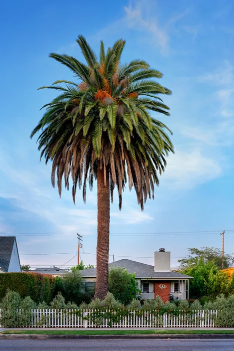 Santa Monica Urban Forest — photograph 6