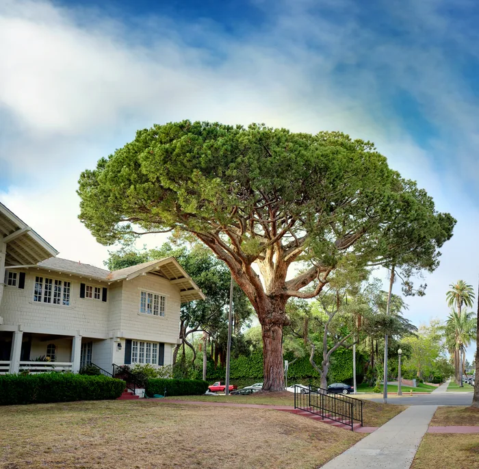 Santa Monica Urban Forest — photograph 13