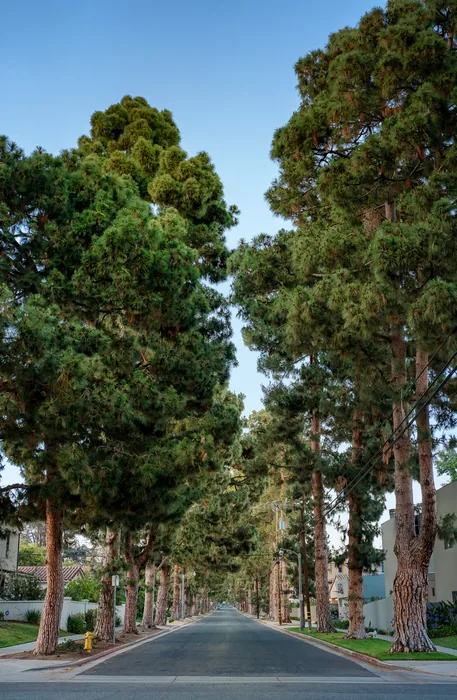 Santa Monica Urban Forest — photograph 15