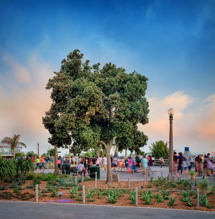 Santa Monica Urban Forest — photograph 18