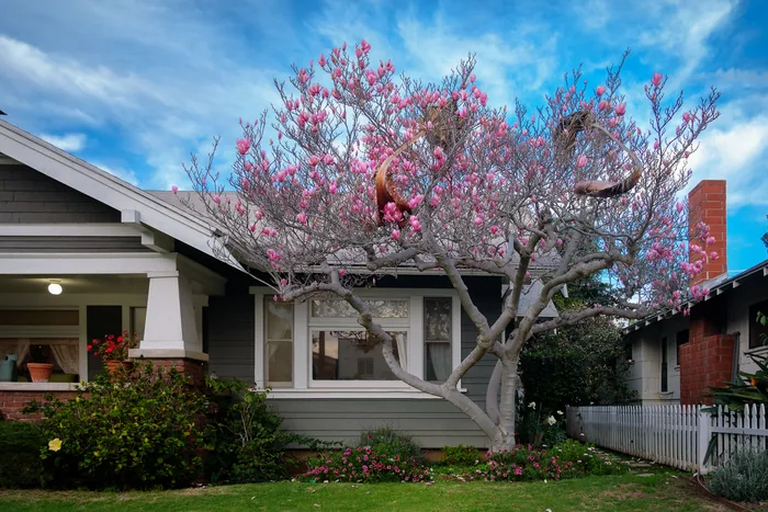 Santa Monica Urban Forest — photograph 19