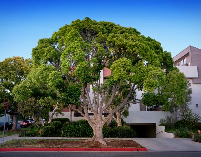 Santa Monica Urban Forest — photograph 23