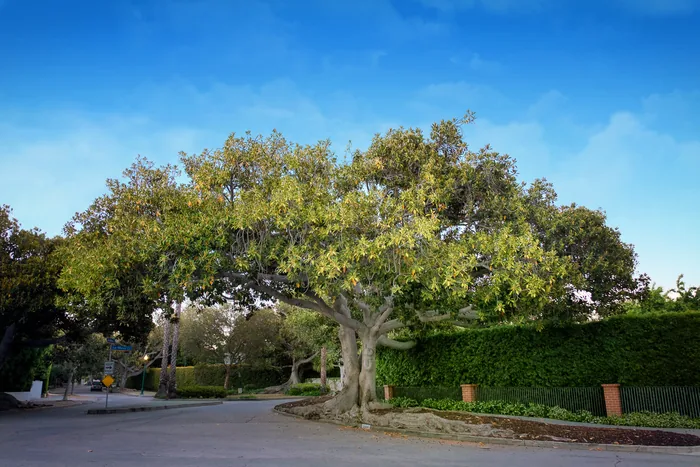 Santa Monica Urban Forest — photograph 26