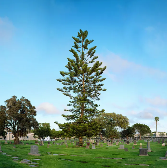 Santa Monica Urban Forest — photograph 28