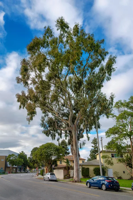 Santa Monica Urban Forest — photograph 29