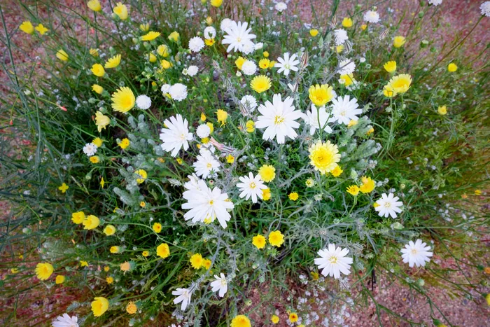 Superbloom 2017 — photograph 3