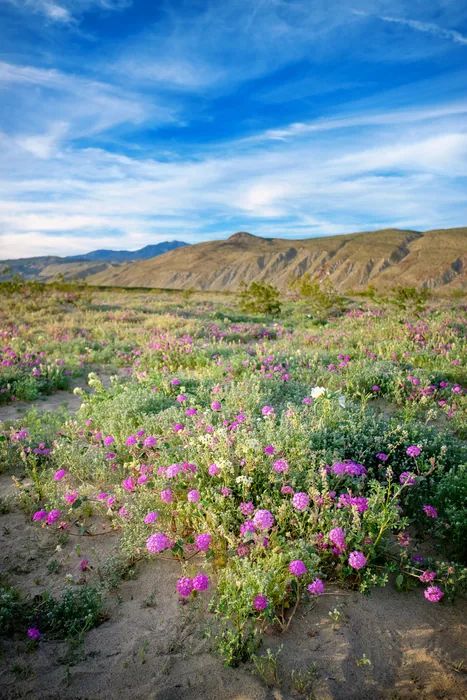 Superbloom 2017 — photograph 4