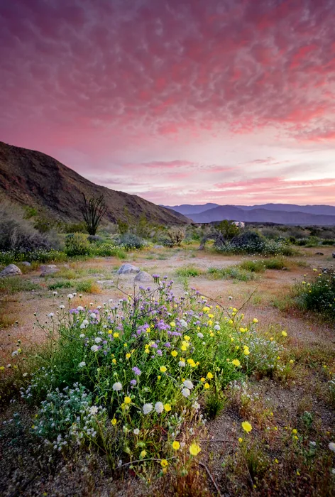 Superbloom 2017 — photograph 5