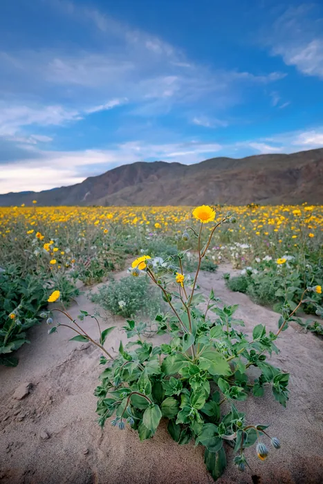 Superbloom 2017 — photograph 9