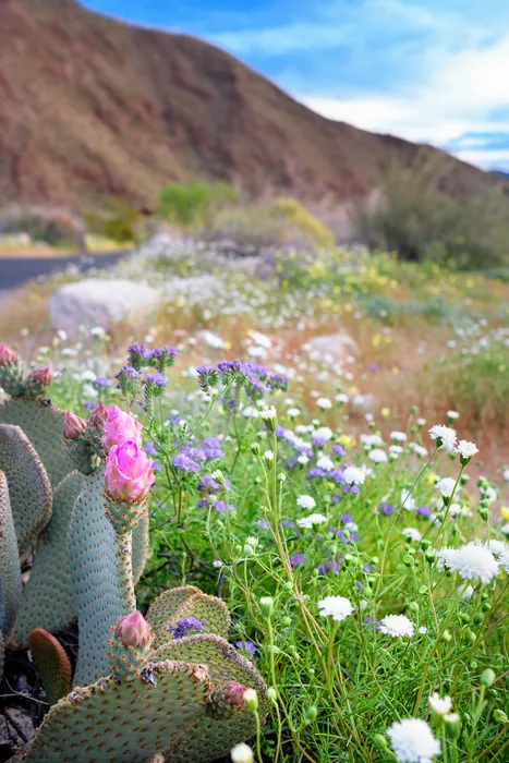 Superbloom 2017 — photograph 11
